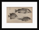 Three fish specimens by Unknown