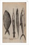 Various fish specimens by Unknown