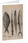 Various fish specimens by Unknown