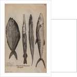 Various fish specimens by Unknown