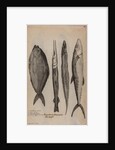 Various fish specimens by Unknown