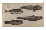 Various fish specimens by Unknown