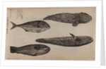 Various fish specimens by Unknown