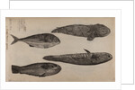 Various fish specimens by Unknown
