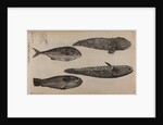 Various fish specimens by Unknown
