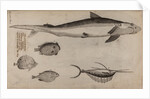 Various fish specimens by Unknown
