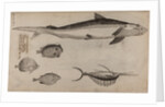 Various fish specimens by Unknown
