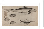 Various fish specimens by Unknown