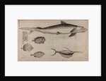 Various fish specimens by Unknown