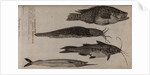 Various fish specimens by Unknown