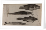 Various fish specimens by Unknown