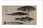 Various fish specimens by Unknown