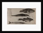 Various fish specimens by Unknown