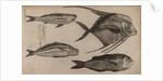 Various fish specimens by Unknown