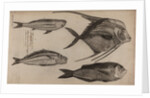 Various fish specimens by Unknown