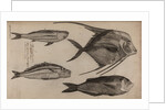 Various fish specimens by Unknown