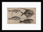 Various fish specimens by Unknown
