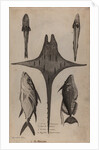 Various fish specimens by Unknown