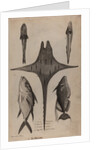 Various fish specimens by Unknown