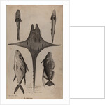 Various fish specimens by Unknown