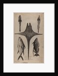 Various fish specimens by Unknown
