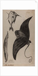 Three fish specimens by Unknown
