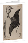 Three fish specimens by Unknown