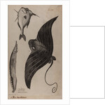 Three fish specimens by Unknown
