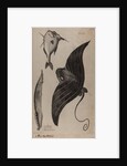 Three fish specimens by Unknown