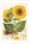 Helianthus by Johann Sebastian Müller