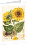 Helianthus by Johann Sebastian Müller