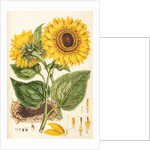 Helianthus by Johann Sebastian Müller