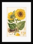 Helianthus by Johann Sebastian Müller