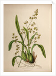 Oncidium leucochilum by Maxim Gauci after Sarah Anne Drake