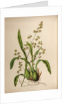 Oncidium leucochilum by Maxim Gauci after Sarah Anne Drake