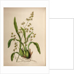 Oncidium leucochilum by Maxim Gauci after Sarah Anne Drake