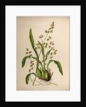 Oncidium leucochilum by Maxim Gauci after Sarah Anne Drake