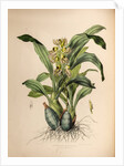 Catasetum maculatum by Maxim Gauci after Sarah Anne Drake