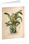 Catasetum maculatum by Maxim Gauci after Sarah Anne Drake