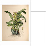 Catasetum maculatum by Maxim Gauci after Sarah Anne Drake