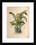 Catasetum maculatum by Maxim Gauci after Sarah Anne Drake
