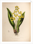 Oncidium cavendishianum by Maxim Gauci after Sarah Anne Drake