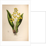 Oncidium cavendishianum by Maxim Gauci after Sarah Anne Drake