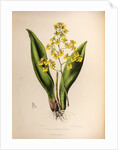 Oncidium cavendishianum by Maxim Gauci after Sarah Anne Drake