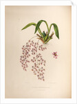 Oncidium ornithorhynchum by Maxim Gauci after Sarah Anne Drake