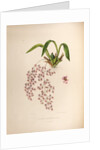 Oncidium ornithorhynchum by Maxim Gauci after Sarah Anne Drake