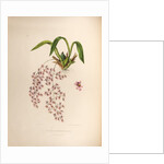 Oncidium ornithorhynchum by Maxim Gauci after Sarah Anne Drake