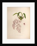Oncidium ornithorhynchum by Maxim Gauci after Sarah Anne Drake
