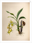 Cycnoches ventricosum by Maxim Gauci