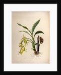 Cycnoches ventricosum by Maxim Gauci